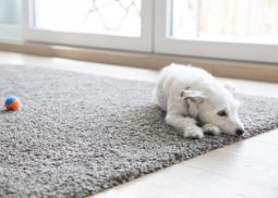 Odor Removal Treatment Broadmeadows